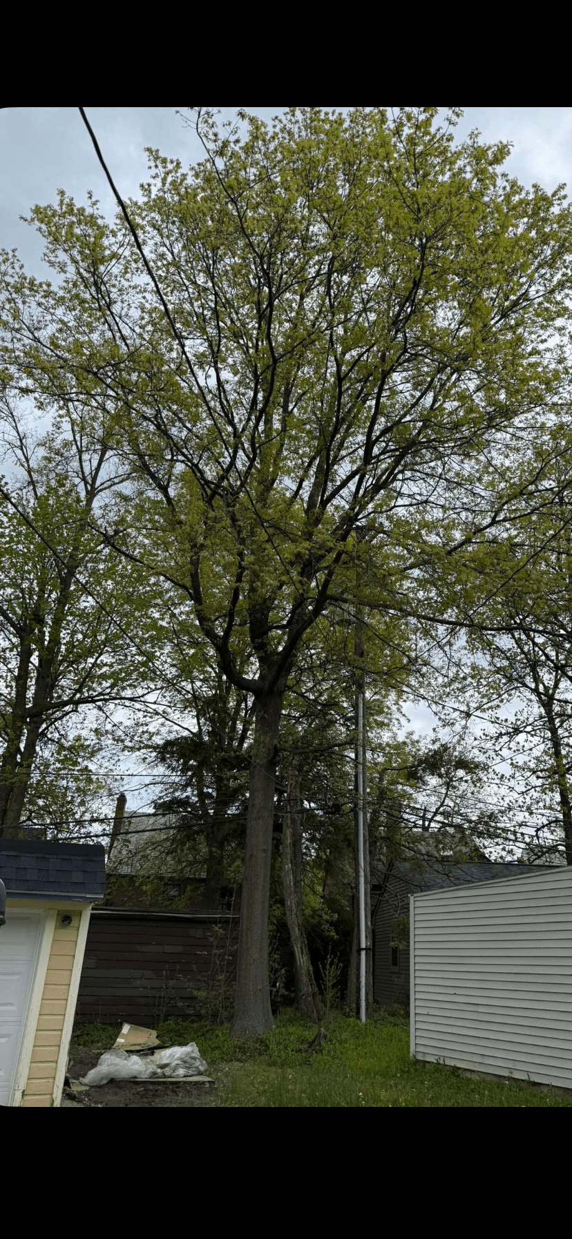 Tall tree removal in Cleveland Ohio — Big Creek Tree Service