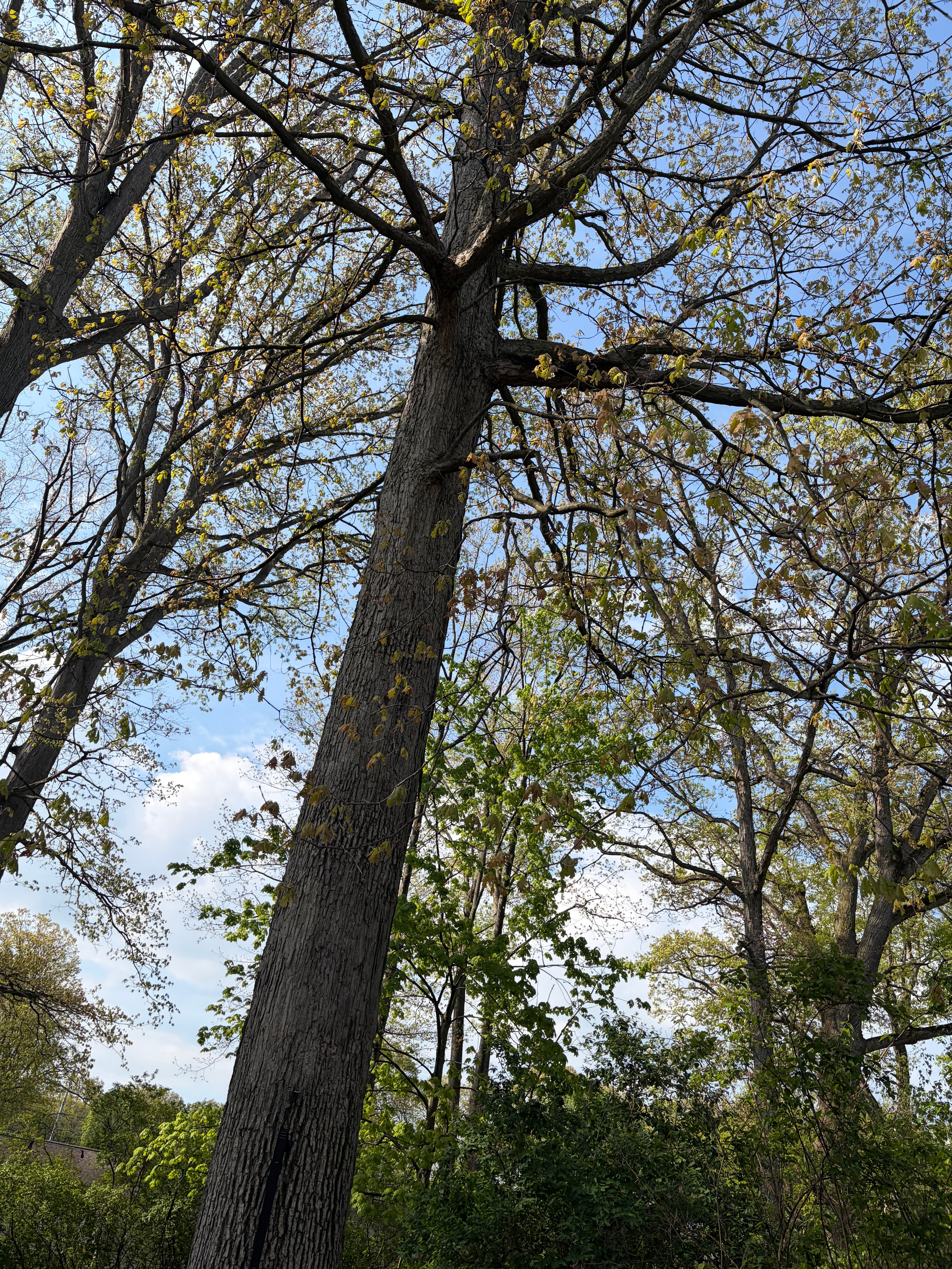 Large tree removal job completed in Ohio