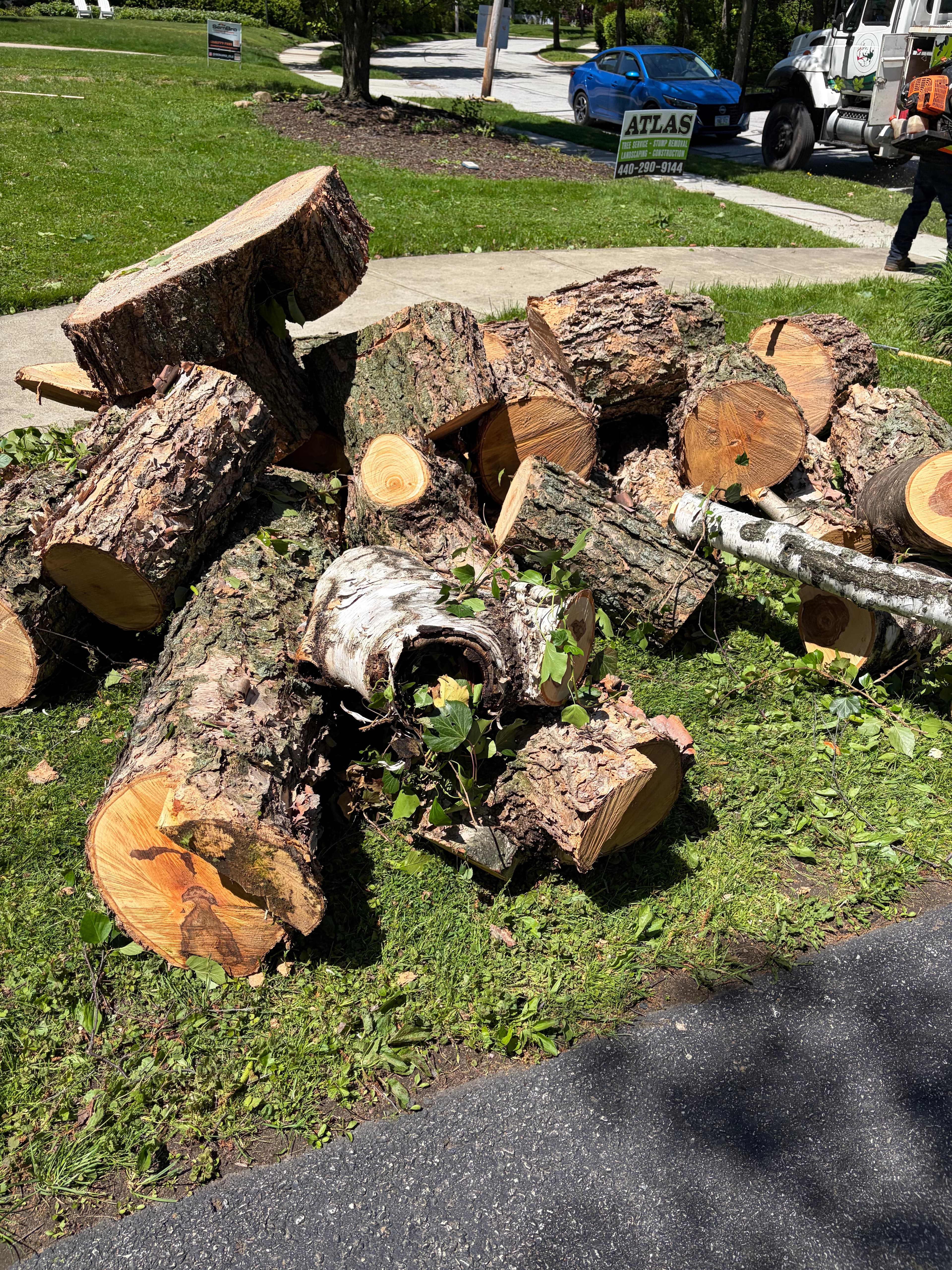 Complete tree removal — sectioned trunk cleared from Cleveland property